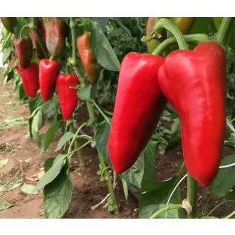 Paprika Carina F1 Carina - 1000 szem