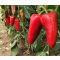 Paprika Carina F1 Carina - 1000 szem