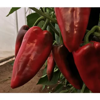 Paprika Cahuna F1 Capsico - 1000 szem