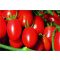 Paradicsom Dolcisio F1 Esasem - 1000 Szem