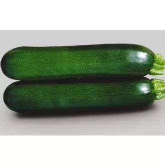Cukkini Tiziano F1 Semillas Fito - 500 szem