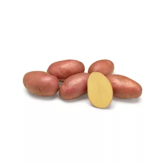 Minigumó Esmee - 50 szem