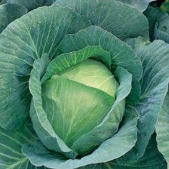 Fejeskáposzta Toreador F1 Syngenta - 2500 Szem