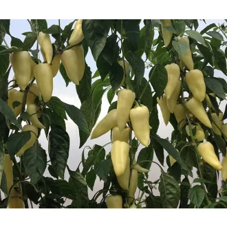 Paprika Mátra F1 Duna - 250 szem