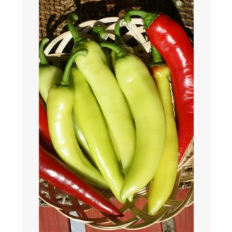 Paprika REKORD SZENTESImag - 0,5G