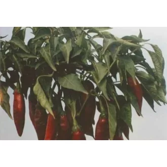 Paprika Meteorit Fűszer - 50g.