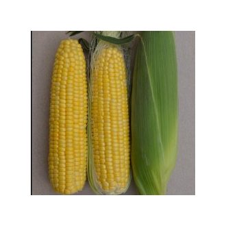 Csemegekukorica SV1446SD Seminis - 5000 szem