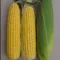 Csemegekukorica SV1446SD Seminis - 5000 szem