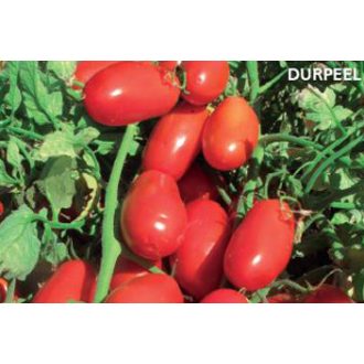 Paradicsom Durpeel F1 Unigen Seeds - 1000 szem