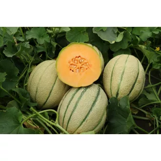 Sárgadinnye Rodrigues F1 Semillas Fito - 500 szem