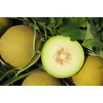 Sárgadinnye Dalalh F1 Semillas Fito - 500 szem