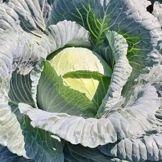 Fejeskáposzta Sarmello F1 Syngenta - 2500 Szem