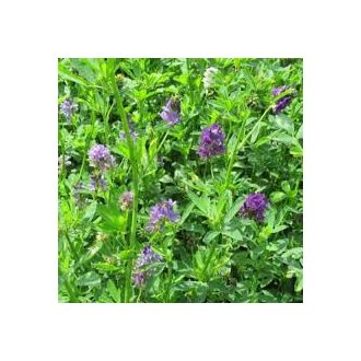 Lucerna Gea I.Fok - 25kg
