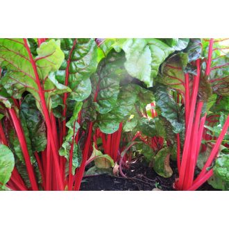 Mángold Rhubarb Chard Sakata - 1kg