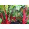 Mángold Rhubarb Chard Sakata - 1kg
