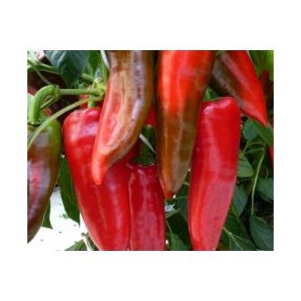 Paprika Klapka (OS 1884) F1 Orosco - 500 szem