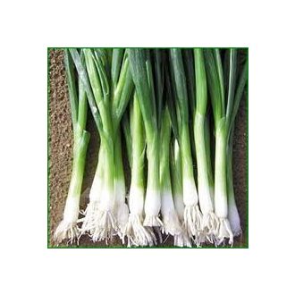 Kötözőhagyma Baja Verde Seminis - 100.000 Szem