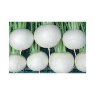 Retek Tokyo Silky Sweet Tokita Seed - 10.000 szem