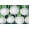 Retek Tokyo Silky Sweet Tokita Seed - 10.000 szem