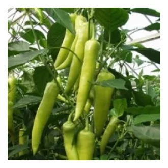 Paprika Fortesse F1 Hegyes Erős Seminis - 1000 szem