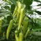 Paprika Fortesse F1 Hegyes Erős Seminis - 1000 szem