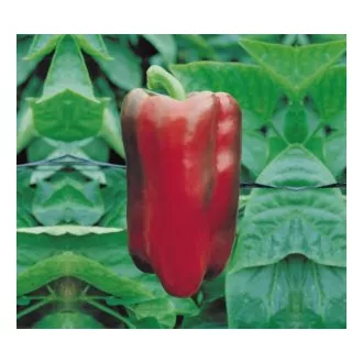 Paprika Predi F1 Alfal. - 500 Szem