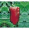 Paprika Predi F1 Alfal. - 500 Szem