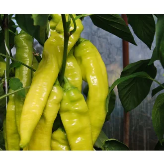 Paprika Griff F1 Duna - 250 szem