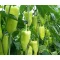 Paprika Cassovia F1 Duna - 1000 szem