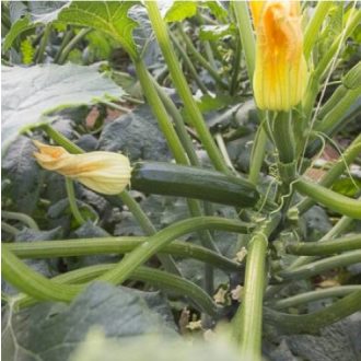 Cukkini Calabonita F1 RZ - 100 szem