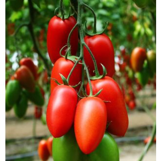 Paradicsom UGI 1796-16 F1 Unigen Seeds - 100 szem