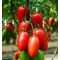 Paradicsom UGI 1796-16 F1 Unigen Seeds - 100 szem
