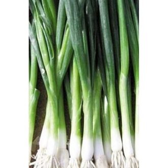 Kötözőhagyma Kimi F1 (CRX 2323) Cora Seeds - 100.000 szem
