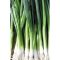 Kötözőhagyma Kimi F1 (CRX 2323) Cora Seeds - 100.000 szem