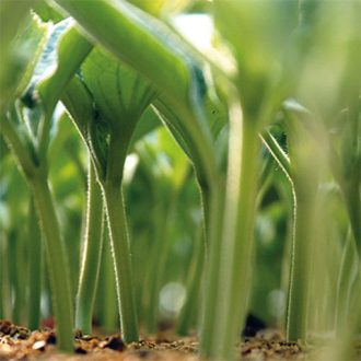 Görögdinnye Alany Emphasis F1 Syngenta - 1000 szem