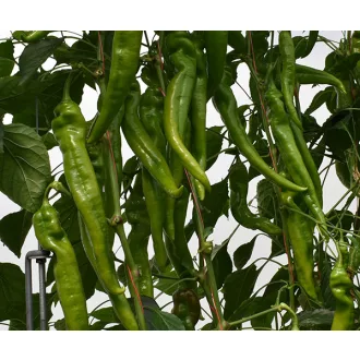 Paprika Láng F1 Duna - 250 szem
