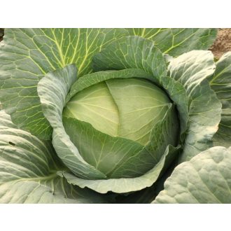 Fejeskáposzta Autumn King F1 Takii Seed - 2500 szem