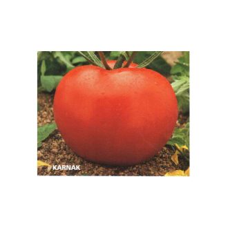 Paradicsom Karnak F1 Orosco - 250 Szem