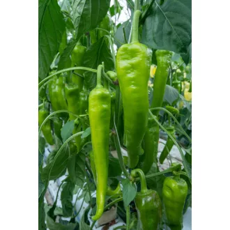 Paprika Verdolino F1 RZ - 1000 szem