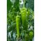 Paprika Verdolino F1 RZ - 1000 szem