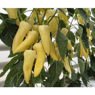 Paprika Kamilla F1 Duna - 1000 szem