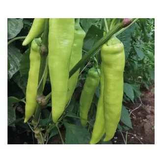 Paprika Venom F1 Capsico - 1000 szem