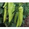 Paprika Venom F1 Capsico - 1000 szem