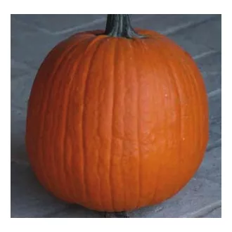   Sütőtök Howden F1 Hakkoween (Halloween Tök) ZFW - 1000 Szem