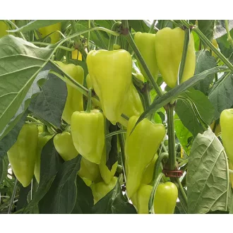Paprika Posonium F1 Duna - 250 szem
