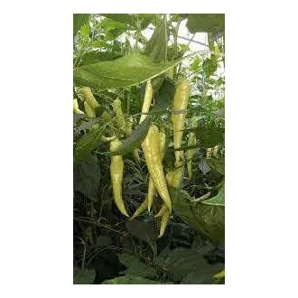 Paprika Hotstar F1 Csípős Enza - 500 szem