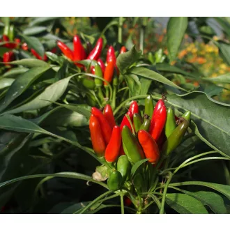 paprika Saltillo Chili ZFW - 50 Szem