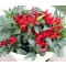 Paprika Yvona Chili ZFW - 50 Szem