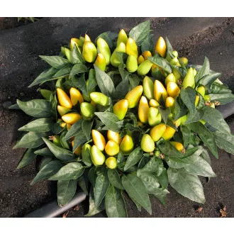Paprika Solea Chili ZFW - 50 Szem