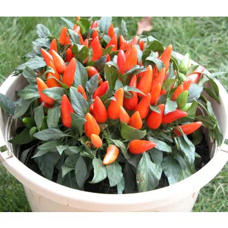 Paprika Oraneta Chili ZFW - 50 Szem